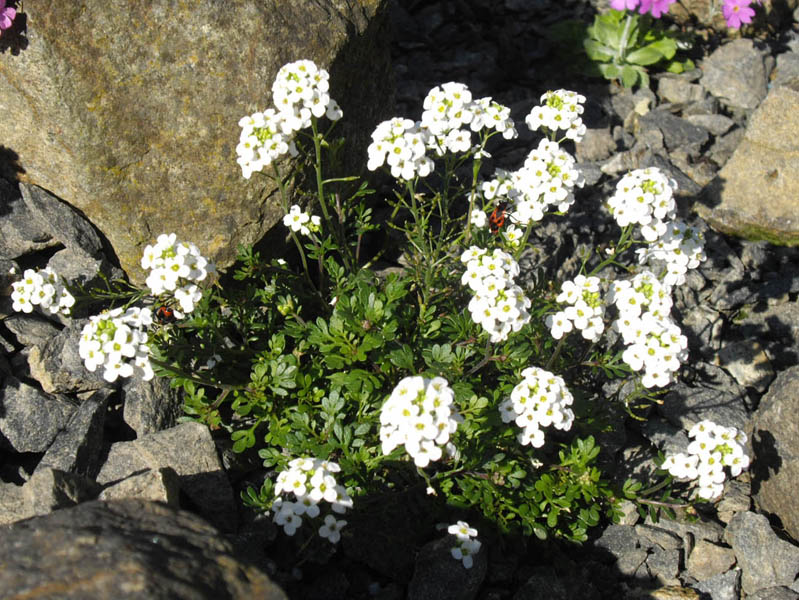 Hornungia alpina photo